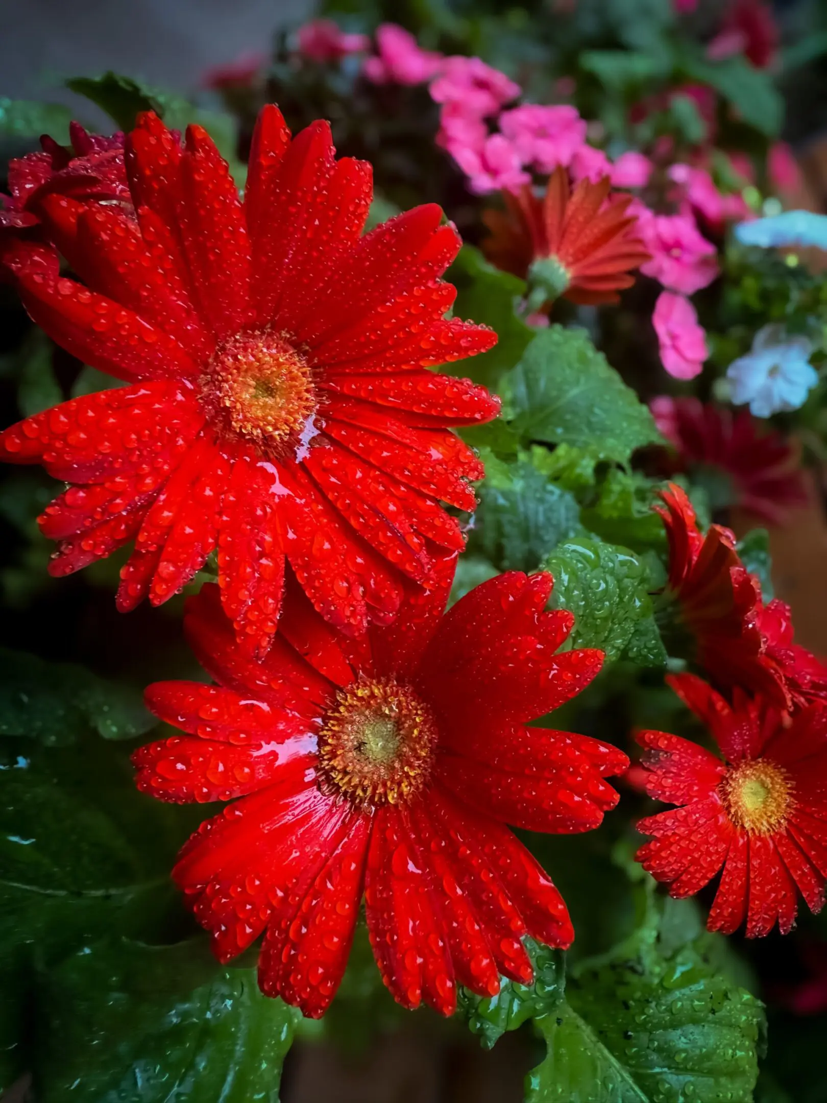 flower pics flower pics